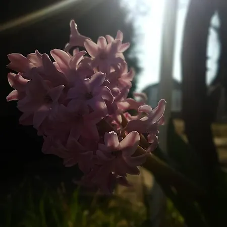 Panorama Vendeghaz * Dunabogdány