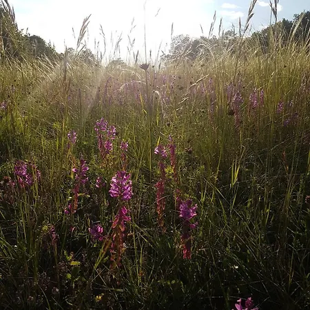 Panorama Vendeghaz Dunabogdány