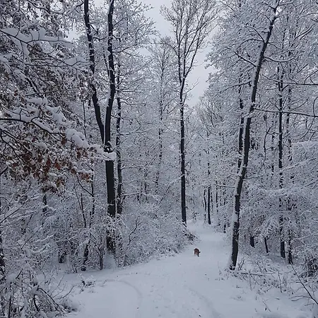 شقة Panorama Vendeghaz Dunabogdány