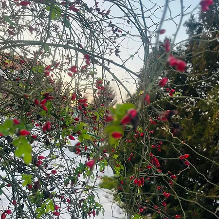 Panorama Vendeghaz * Dunabogdány