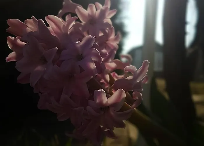 Panorama Vendeghaz * Dunabogdány