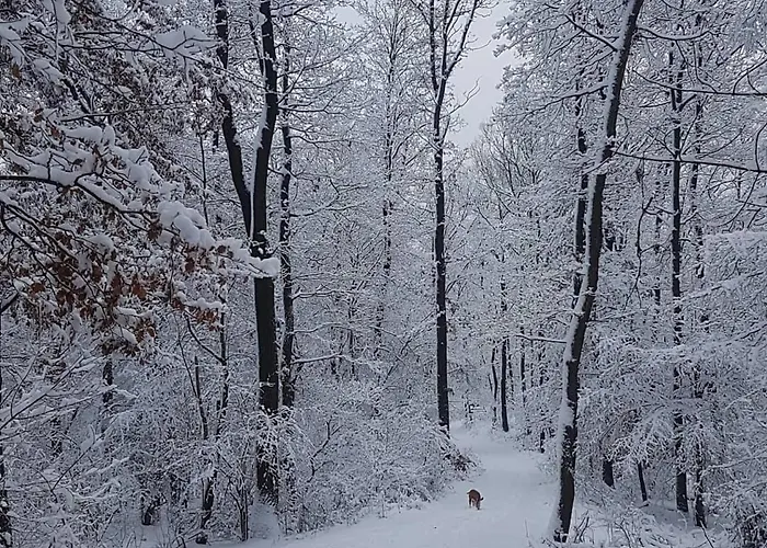 Apartament Panorama Vendeghaz Dunabogdány