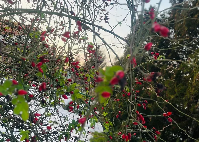 Panorama Vendeghaz * Dunabogdány